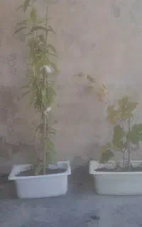 نهال میوه.