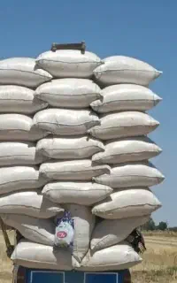 کاه گندم