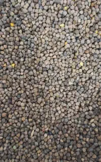 لنگاش تازه گندم قرمز محلی مخلوط کفتری
