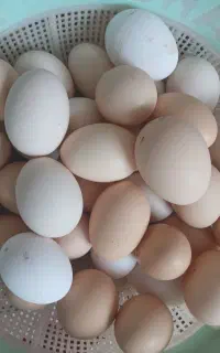 تخم مرغ طبیعی اورگانیک