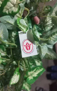 ریسه برگ مصنوعی درجه یک پتوس