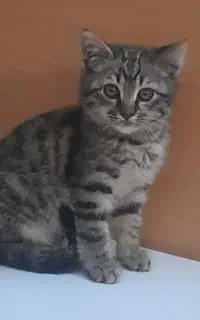 گربه ۲ماهه