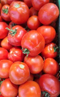 گوجه فرنگی فوق العاده