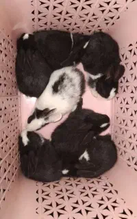 بچه خرگوش