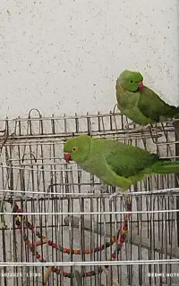 طوطی ملنگو