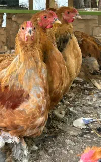 پنج عدد خروس جوان برهما هیکلی کیفیت عالی