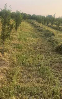 ۱۷۰ بسته یونجه سنتی به فروش میرسد