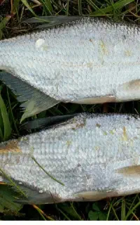 ماهی رودخانه