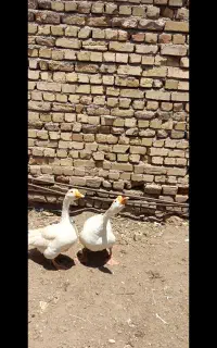 غوغاز
