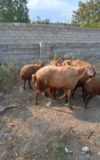 قوچ‌