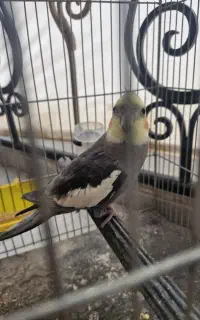 عروس هلندی دستی