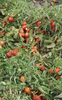 گوجه بازاری،،وربی