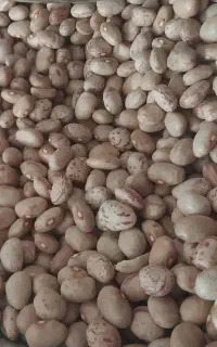 لوبیا چ ی تی