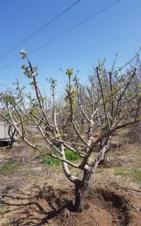 هرس پاکنی درخت علف زن سمپاشی چال کود