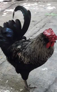 خروس جوان زیبا نژاد گلین مناسب برای جفتگیری