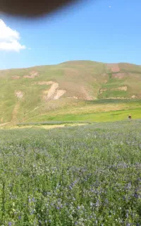 فروش یونجه