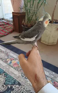 عروس هلندی