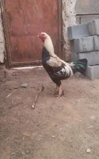 خروس لاری