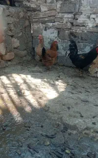 مرغ و خروس