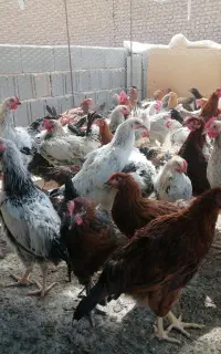 جوجه خروس و مرغ