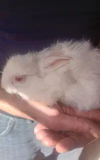 بچه خرگوش