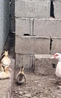 اردک اسرائیلی محلی ۲ماهه