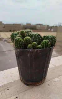 گل های آپارتمانی