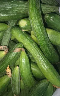 خیارقلمی