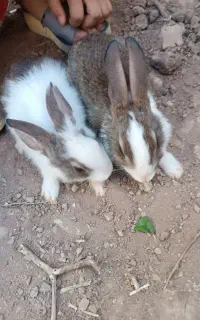 خرگوش