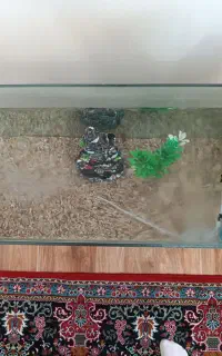 اکواریوم
