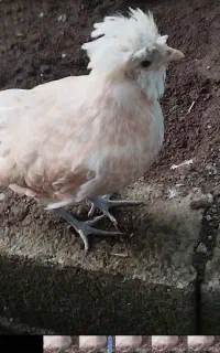 مرغ جوان لهستانی