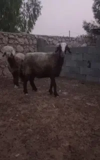 میش آبستن سنگین