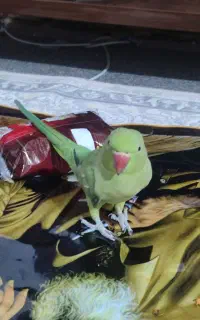 طوطی ملنگو