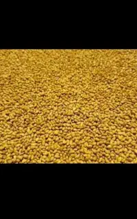 بذر یونجه میهن مهر موسوی