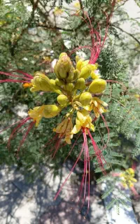 گربه ملوس