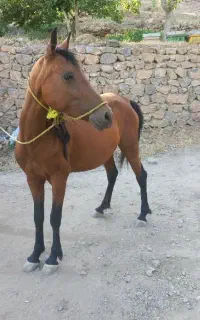 مادیان