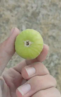 فروش درخت انجیر