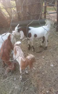 بز .