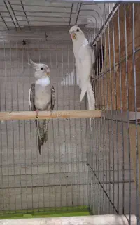 عروس هلندی مولد