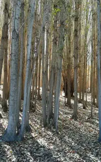 خریدار چوب درخت (تسویه نقدی سرباسکول)