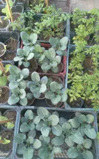 بوته گلدانی سیفیجان
