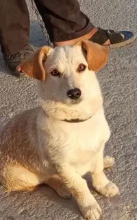 قلاده توله پاکوتاه نر