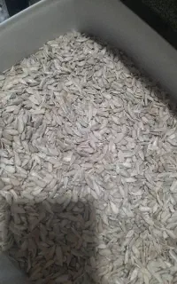 مغز تخمه