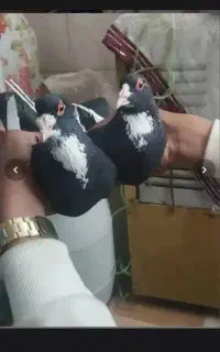 کفتر قلیون