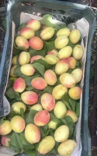 قیصی