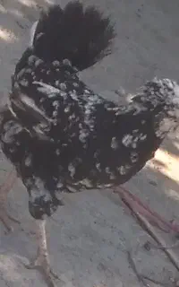 مرغ گلین اصل