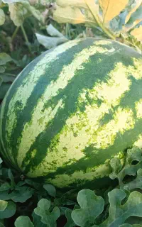 هندوانه سوپر لوکس