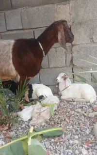 تالی جمولی