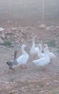 غاز