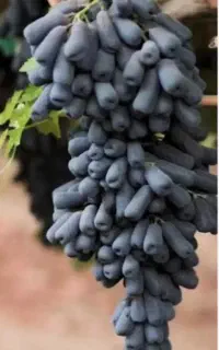 تاک گلدانی موندراب